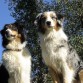 Linda y Laika
